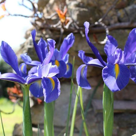 Mas Les Romarins, 10 Min D'Uzes, Piscine Et Grand Jardin Clos, Jeux, Nid De Repos Et Base Pour Activites Dans Le Gard (Adults Only) Екстериор снимка